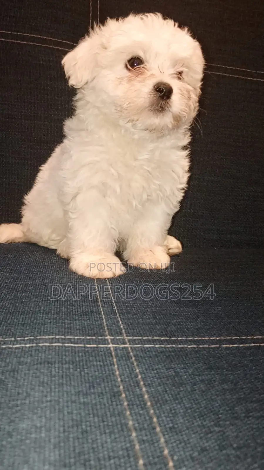 1-3 months Female Purebred Havanese