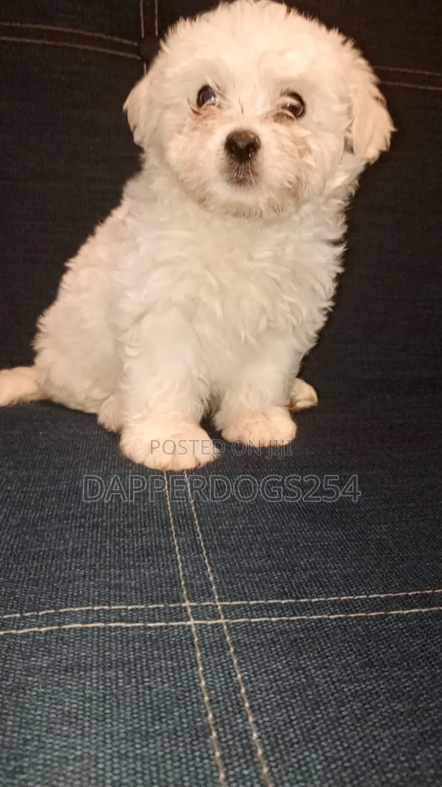 1-3 months Female Purebred Havanese