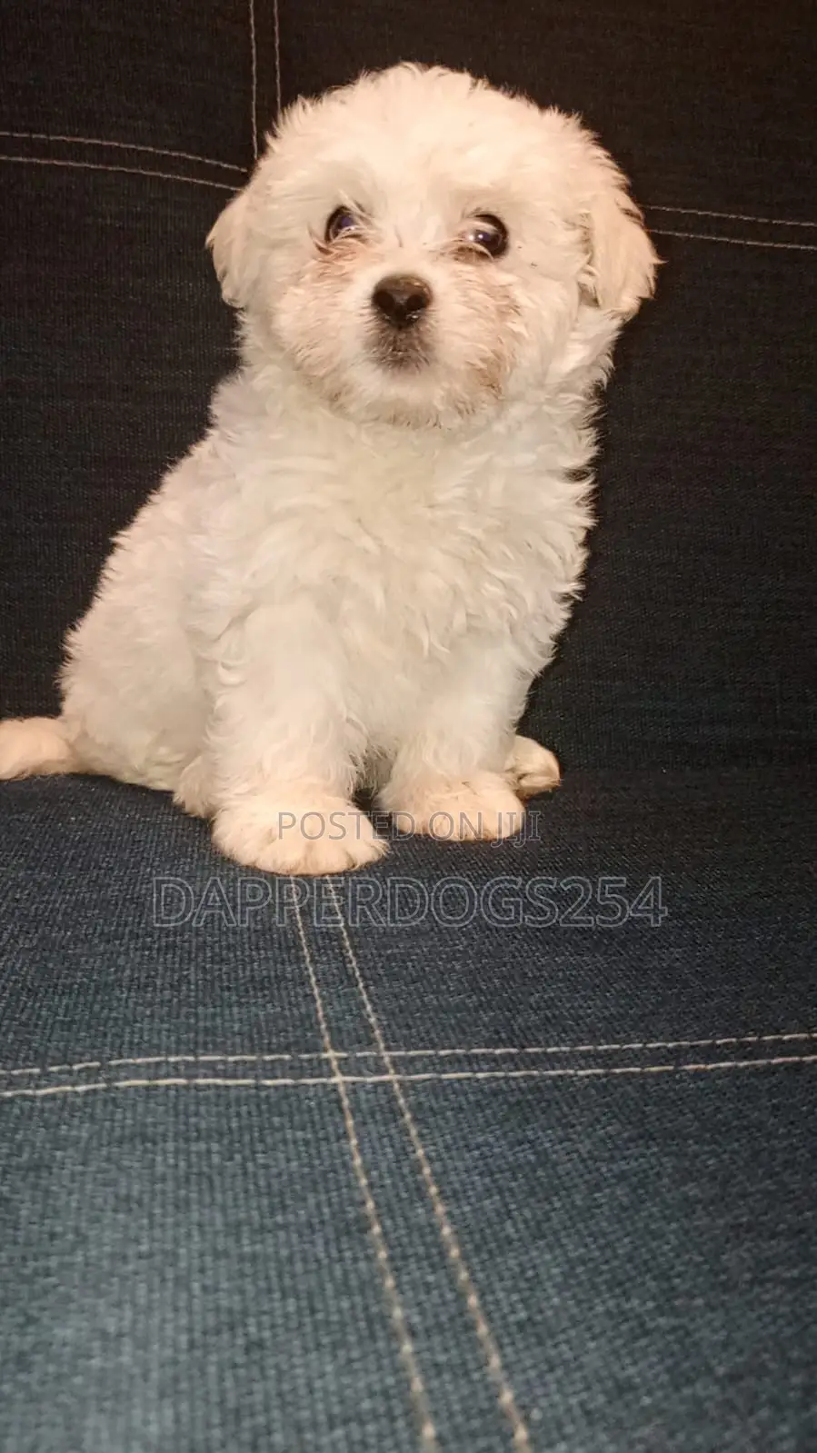 1-3 months Female Purebred Havanese