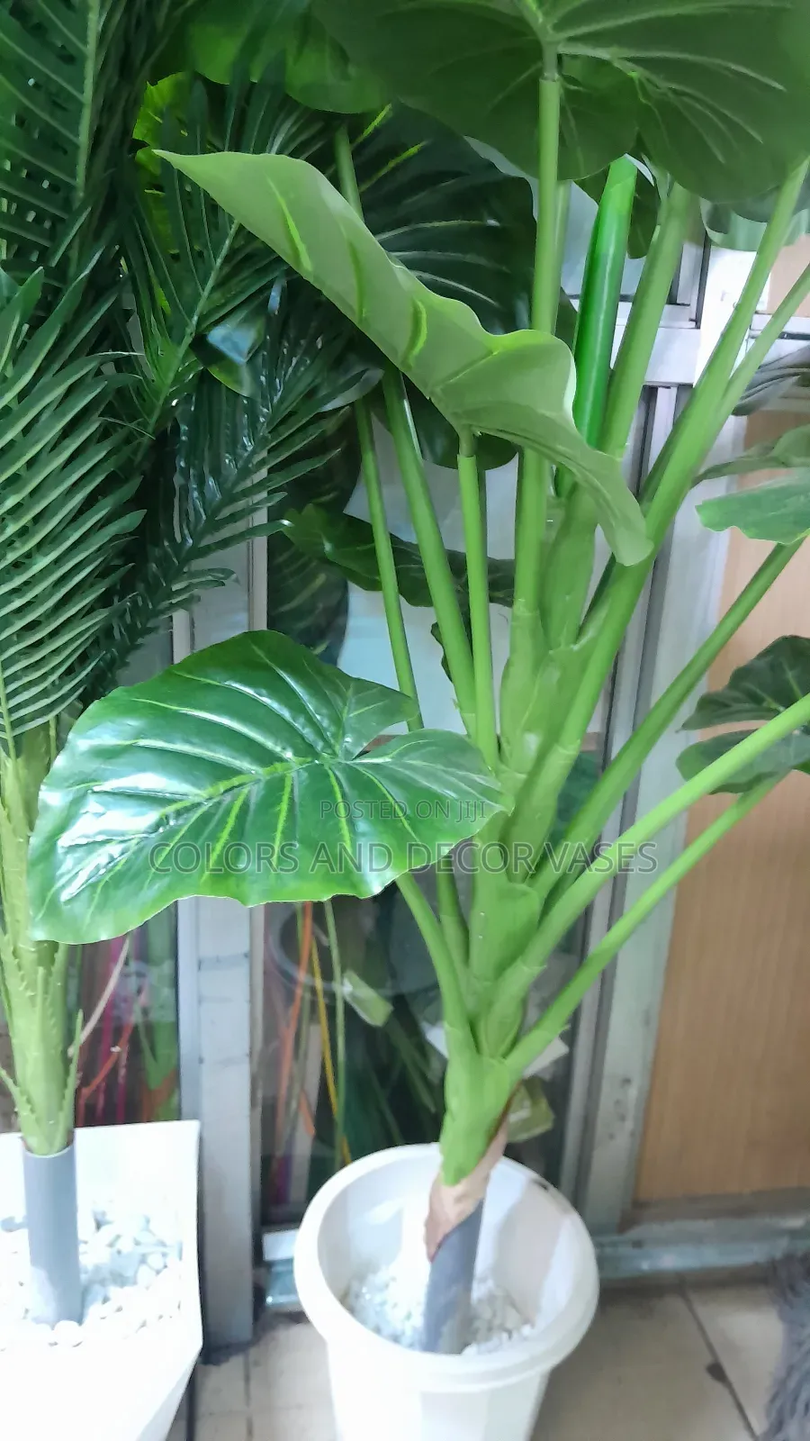 Green Plant 1.6m Ksh 7000 Plus Vase And Stones