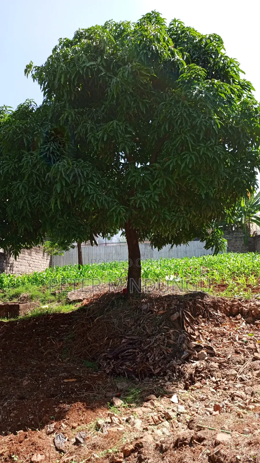 Prime Commercial Plot 1/4 Acre, Kiamumbi