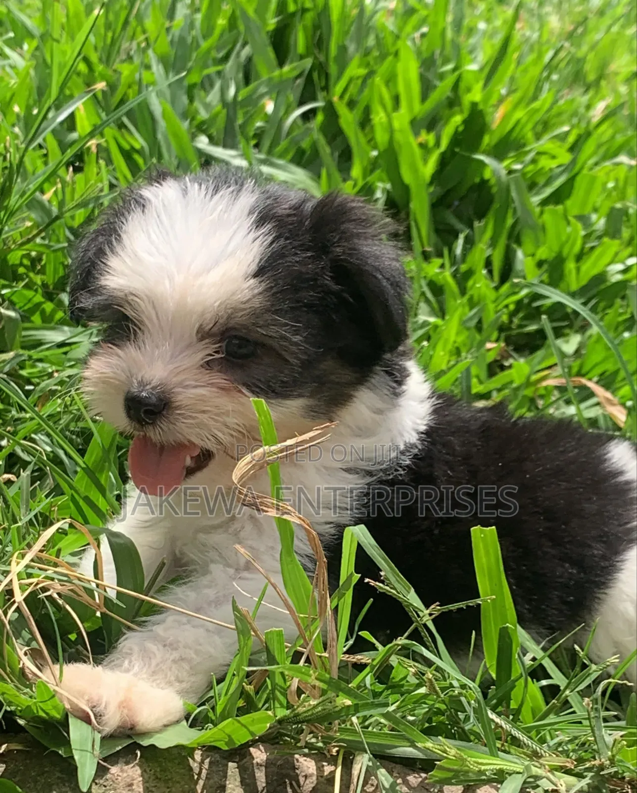 1-3 months Female Purebred Havanese