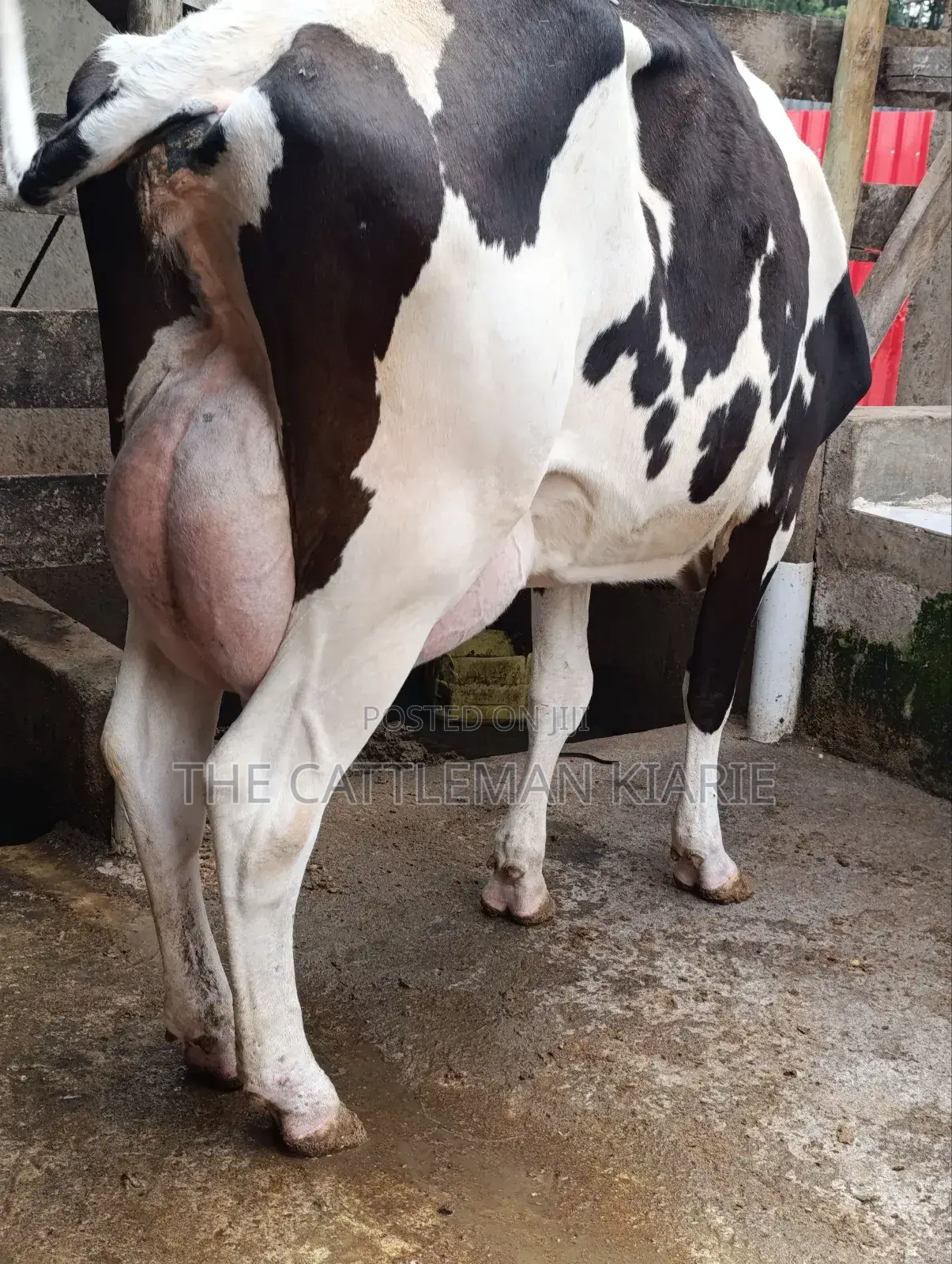 Friesian for Sale in Kenya