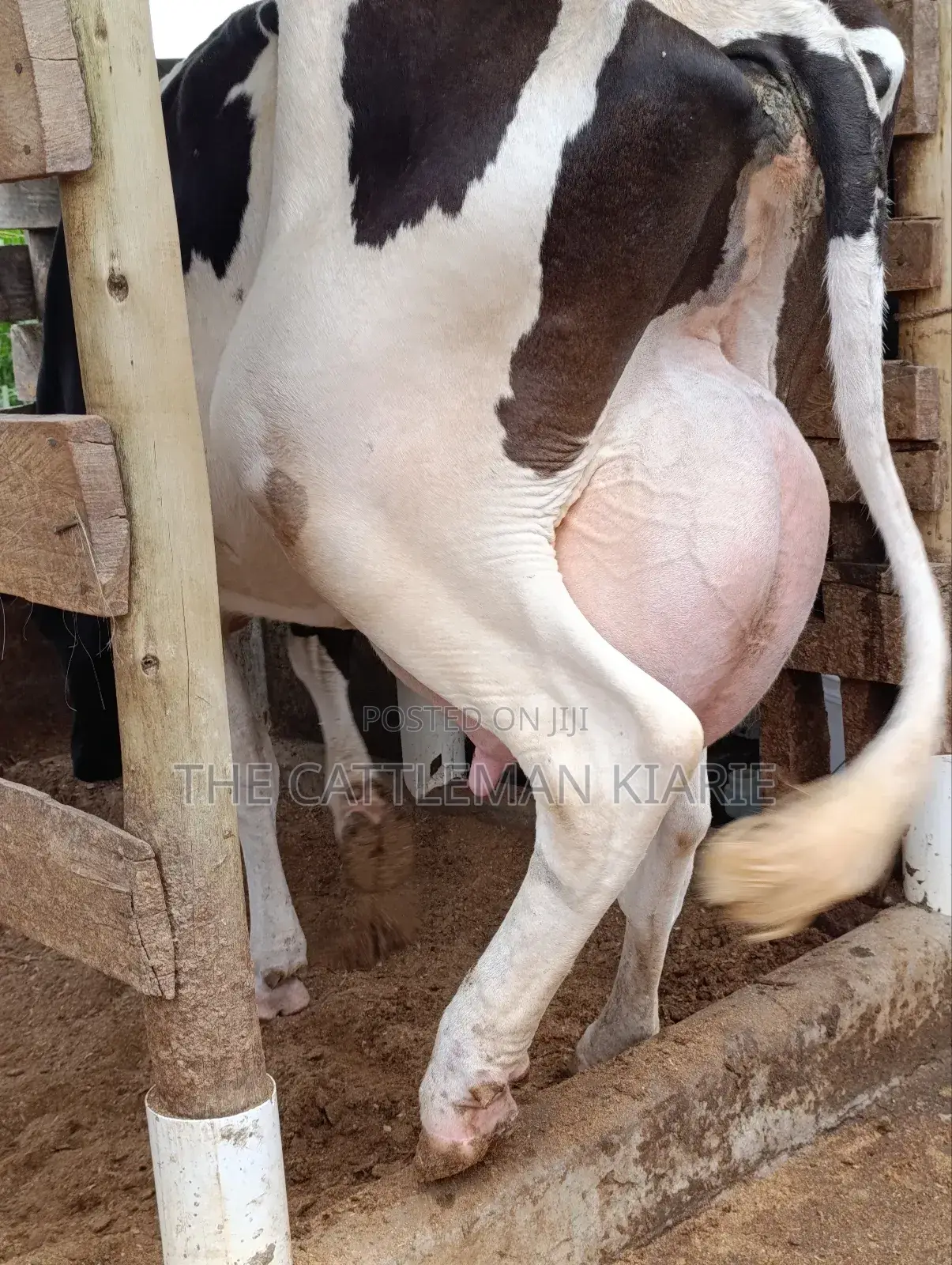 Friesian for Sale in Kenya