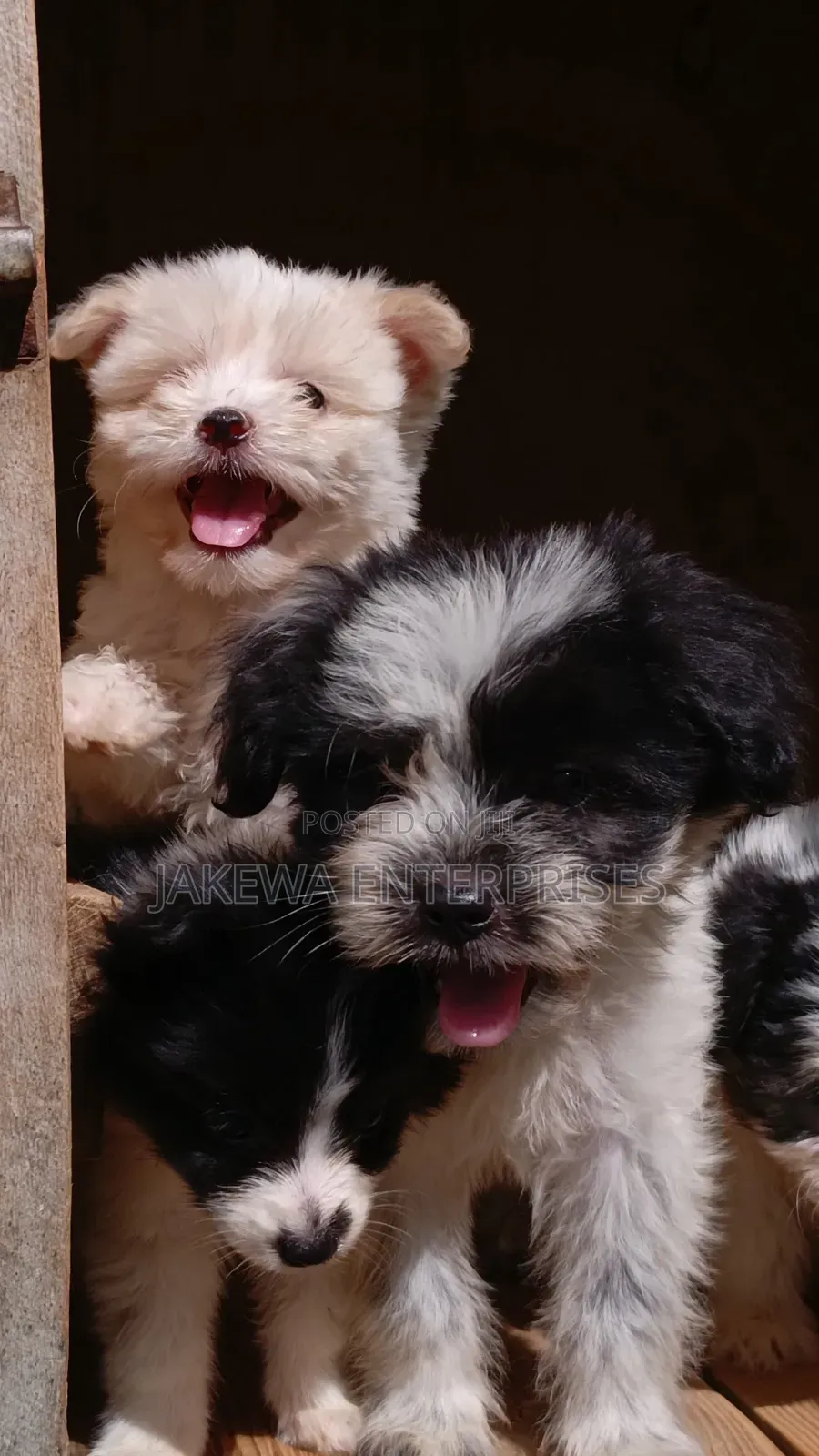 1-3 months Female Purebred Havanese