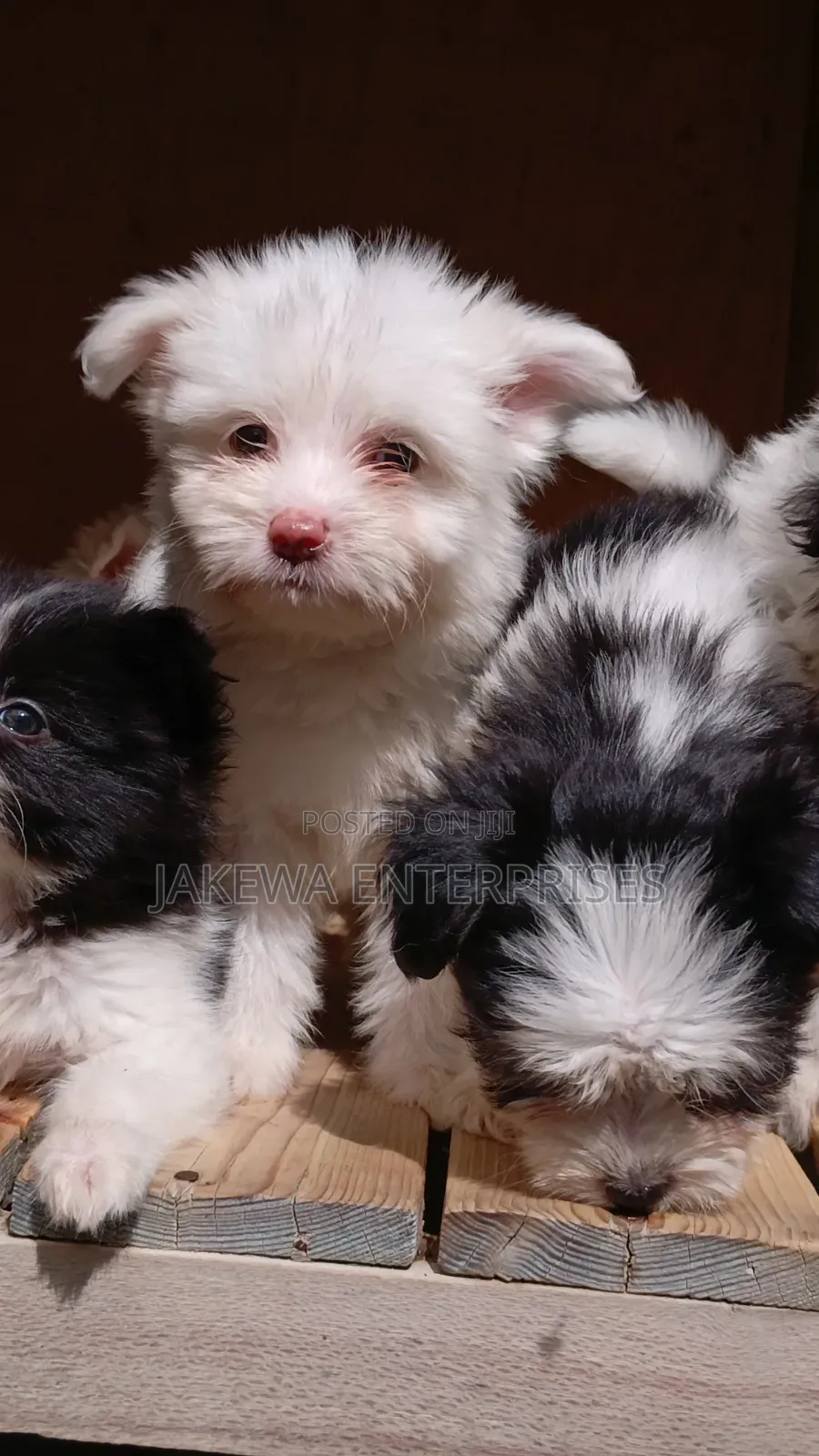 1-3 months Male Purebred Havanese