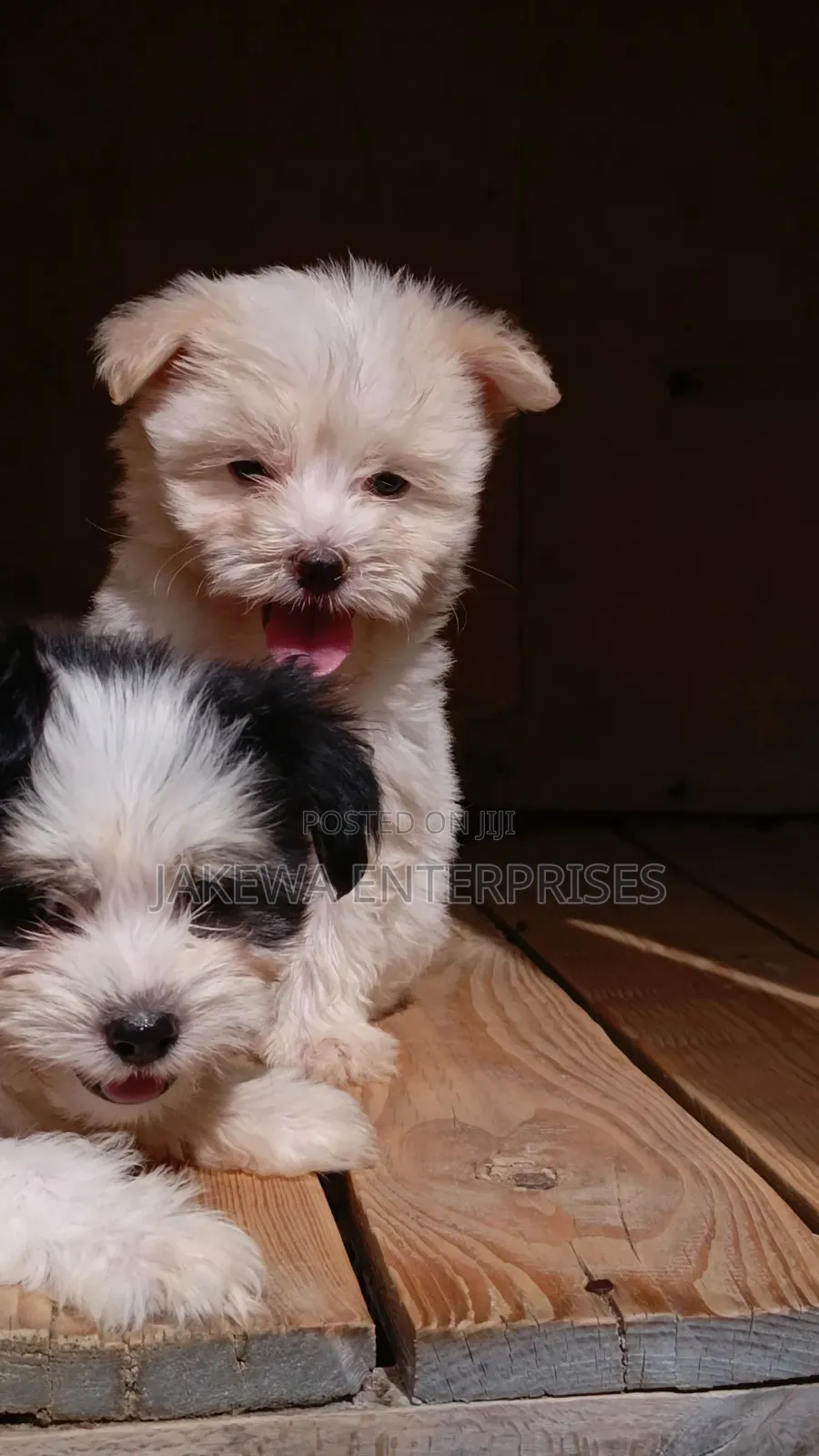 1-3 months Female Purebred Havanese