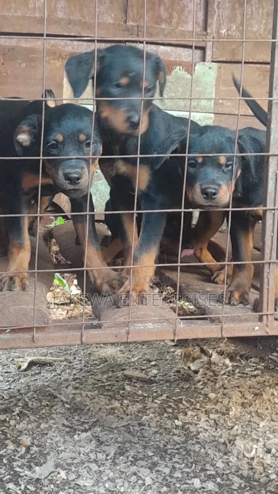 1-3 months Female Purebred Rottweiler