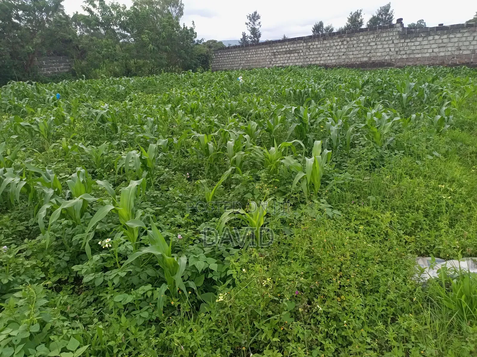 Plot for Sale in Lower Mawanga ( Baraka)