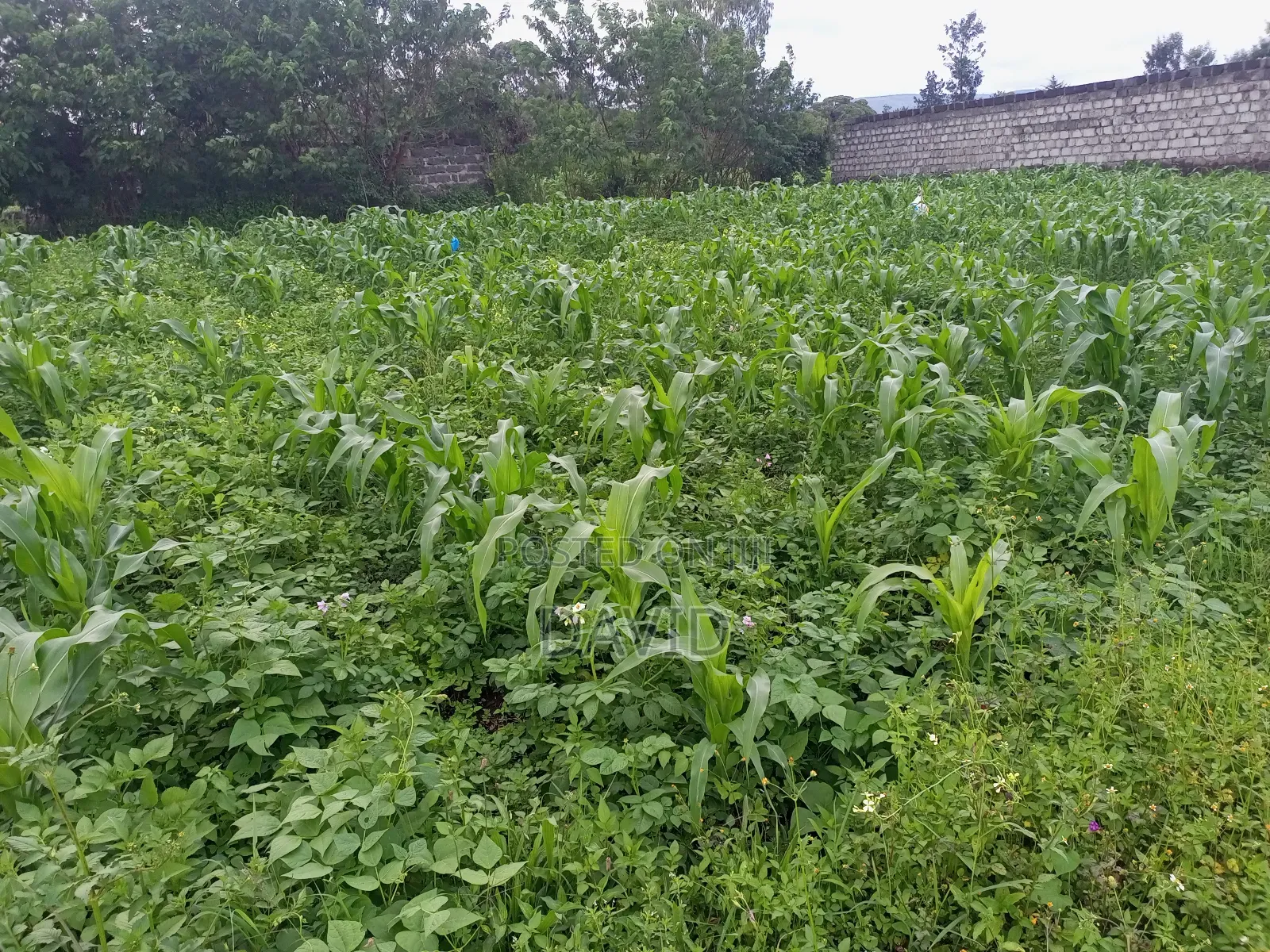 Plot for Sale in Lower Mawanga ( Baraka)