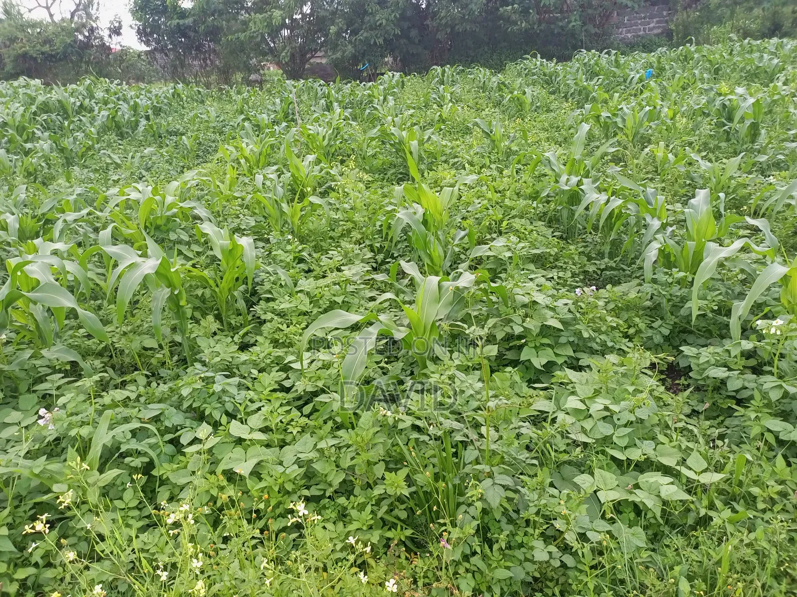 Plot for Sale in Lower Mawanga ( Baraka)