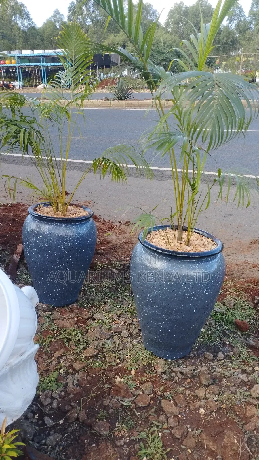 Wide Range of Palms in Clay Pots