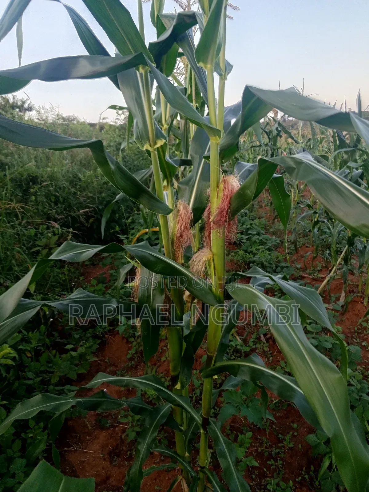 Three (3) Prime Acres at Masii Machakos