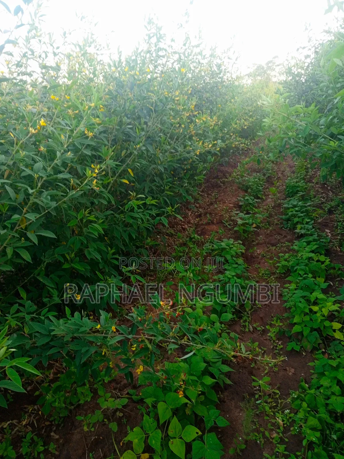 Three (3) Prime Acres at Masii Machakos