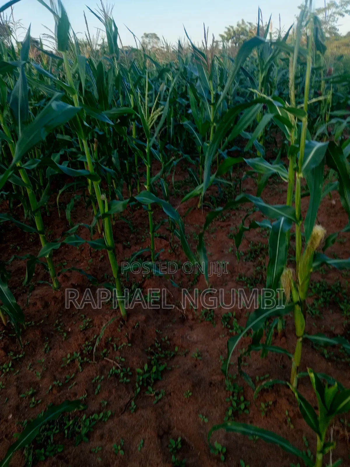 Three (3) Prime Acres at Masii Machakos