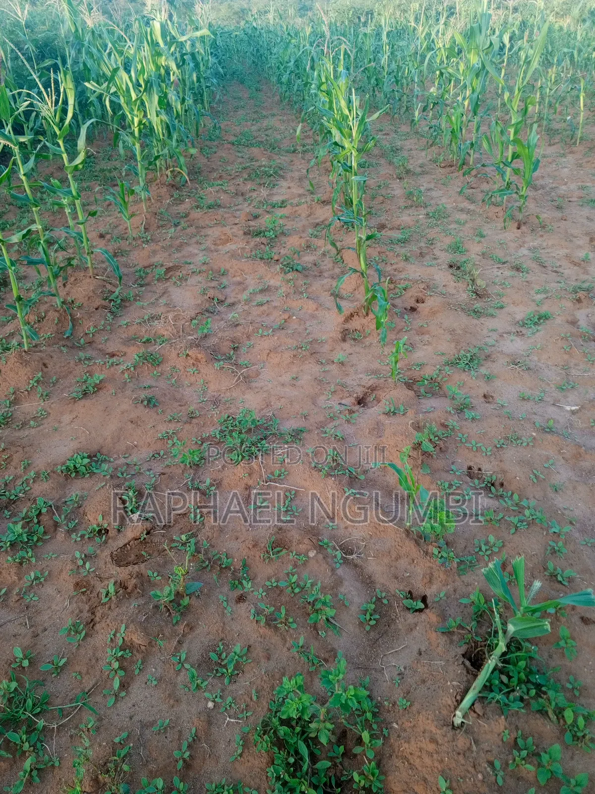 One (1) Acre at Mwala