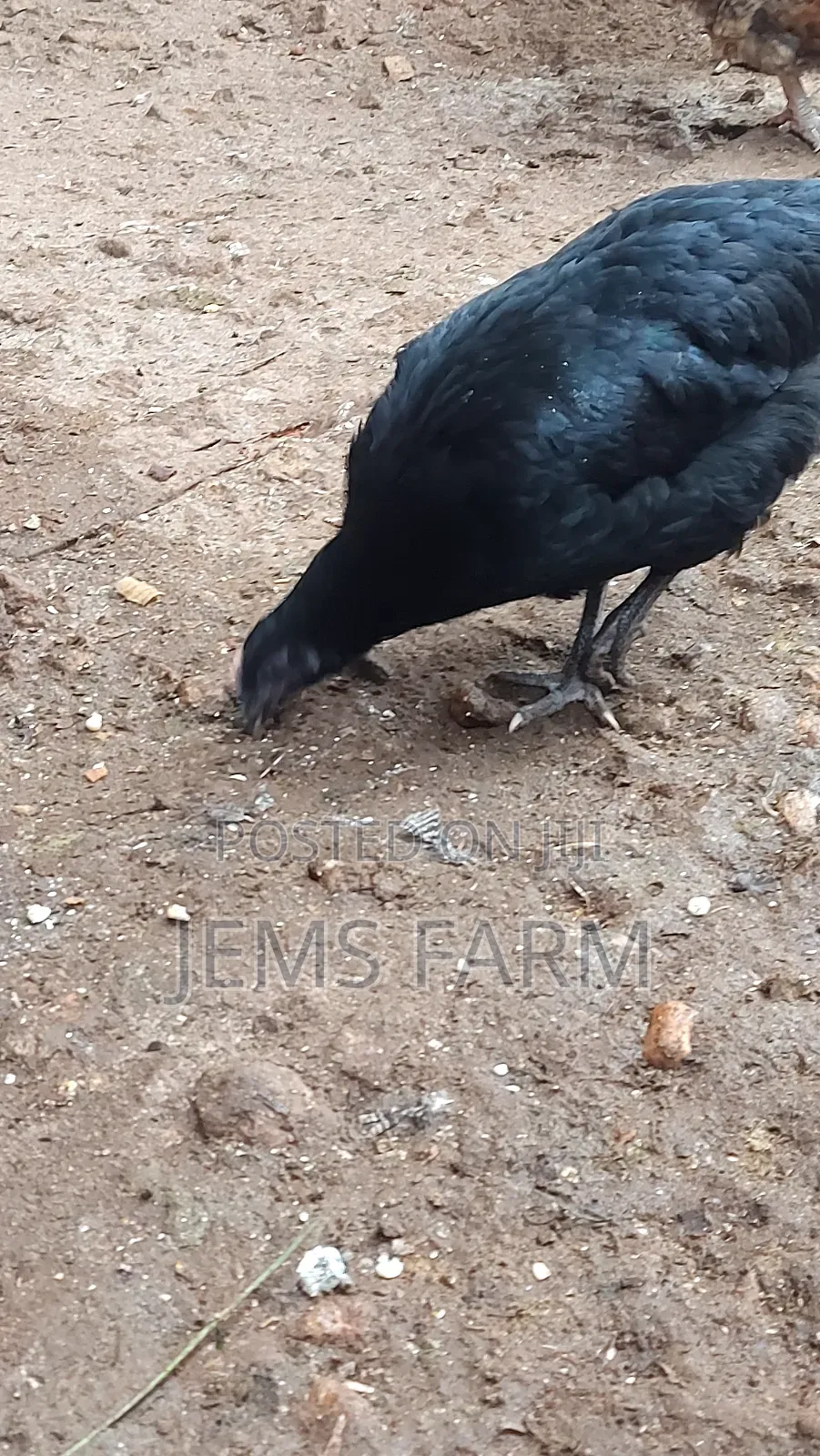 Point of Lay Mature Black Australop Chicken Cocks and Hens