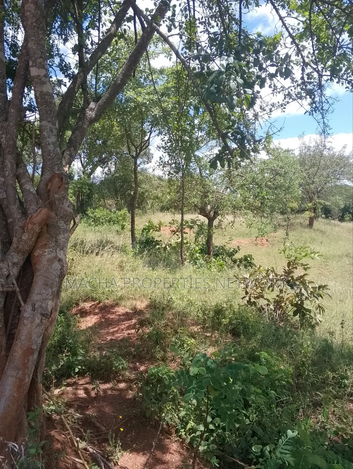 Masii-Kaingutu 6 Acres Red Soil.