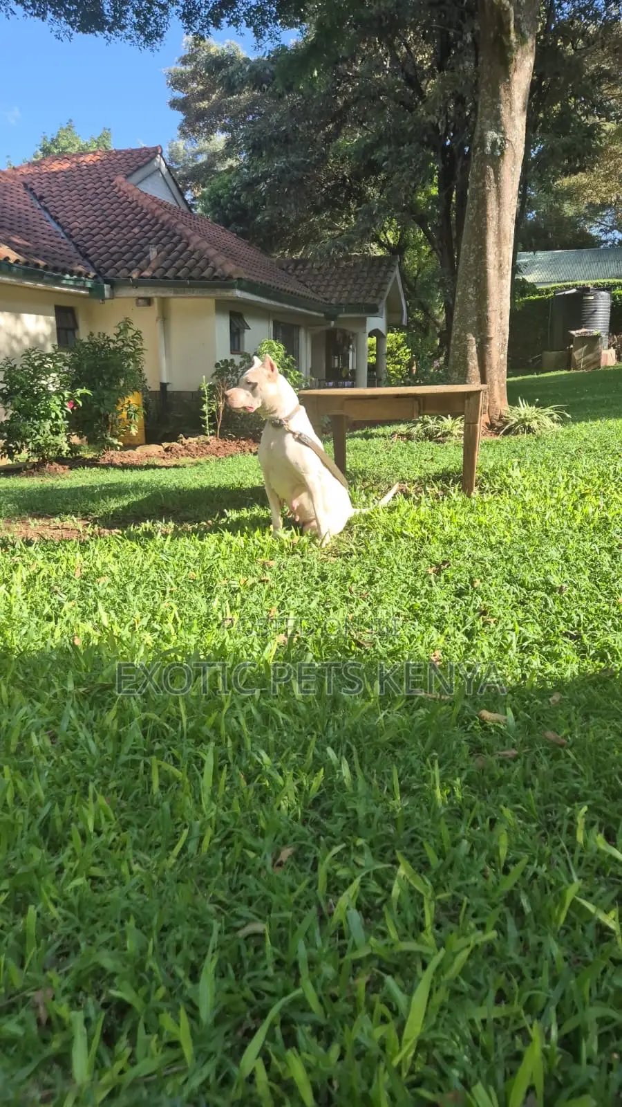1+ year Male Purebred Dogo Argentino