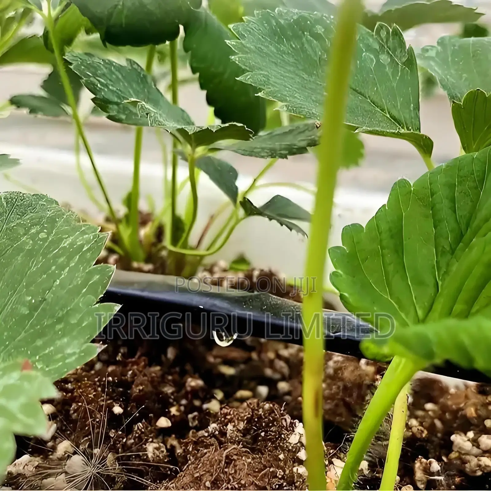 Agricultural Drip Irrigation Beltagricultural Irrigation Pip
