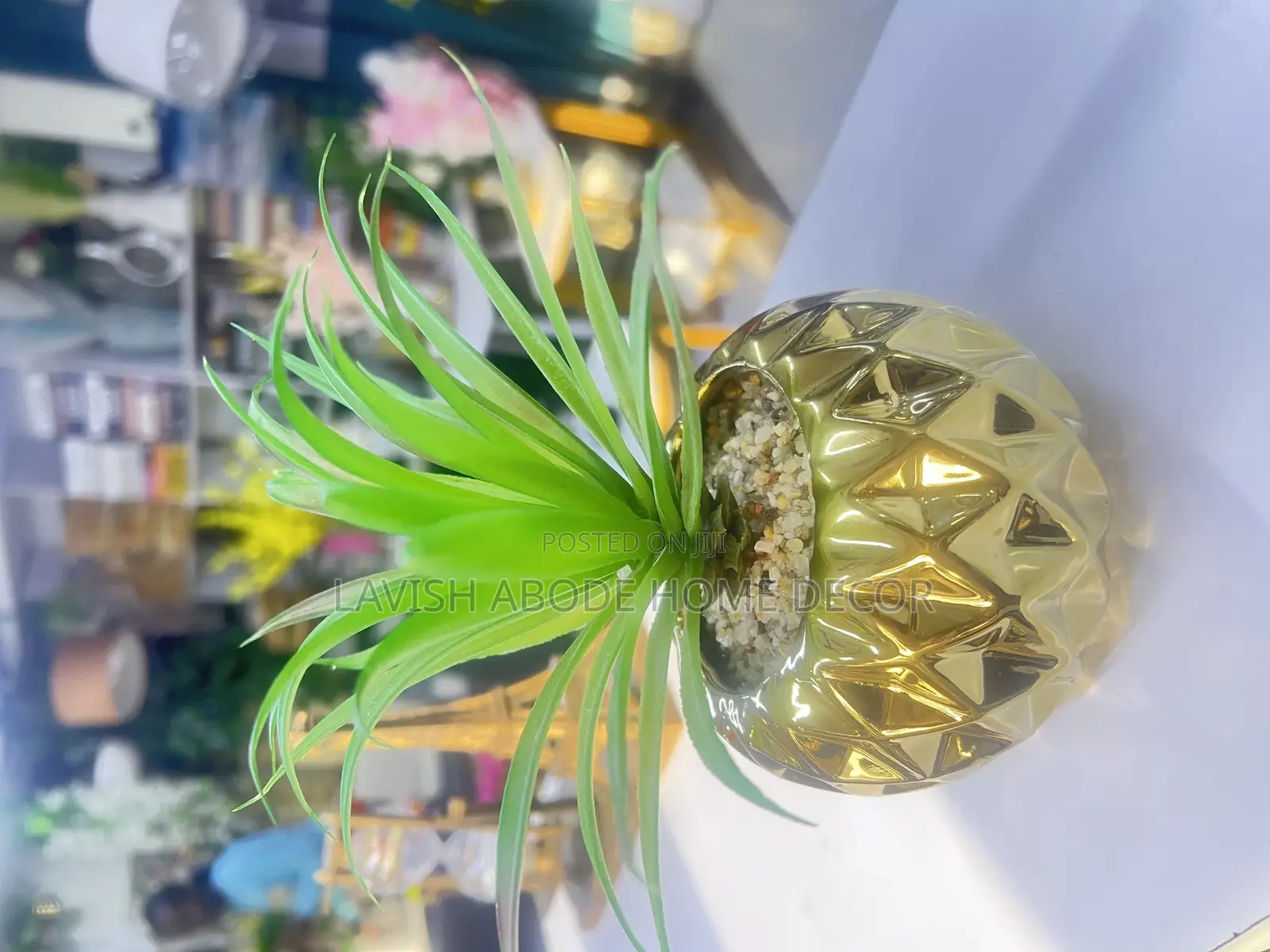 Green Succulent for Home and Office Decor