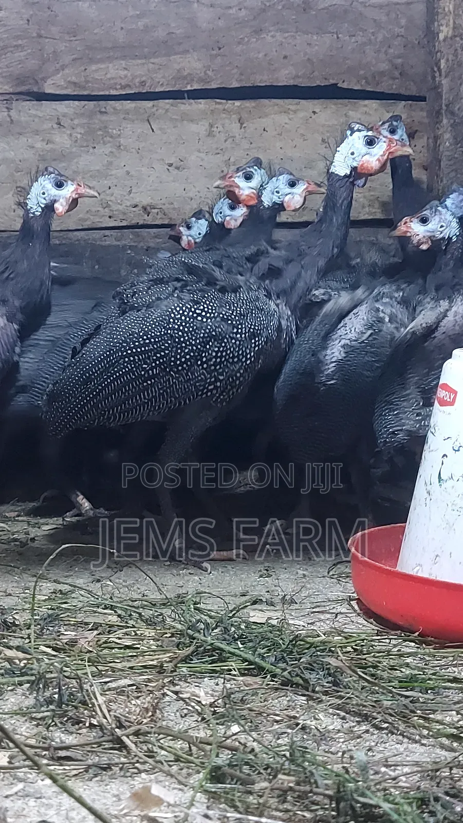 7 Month Old Dotted Guinea Fowls