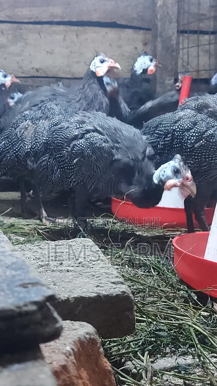 7 Month Old Dotted Guinea Fowls