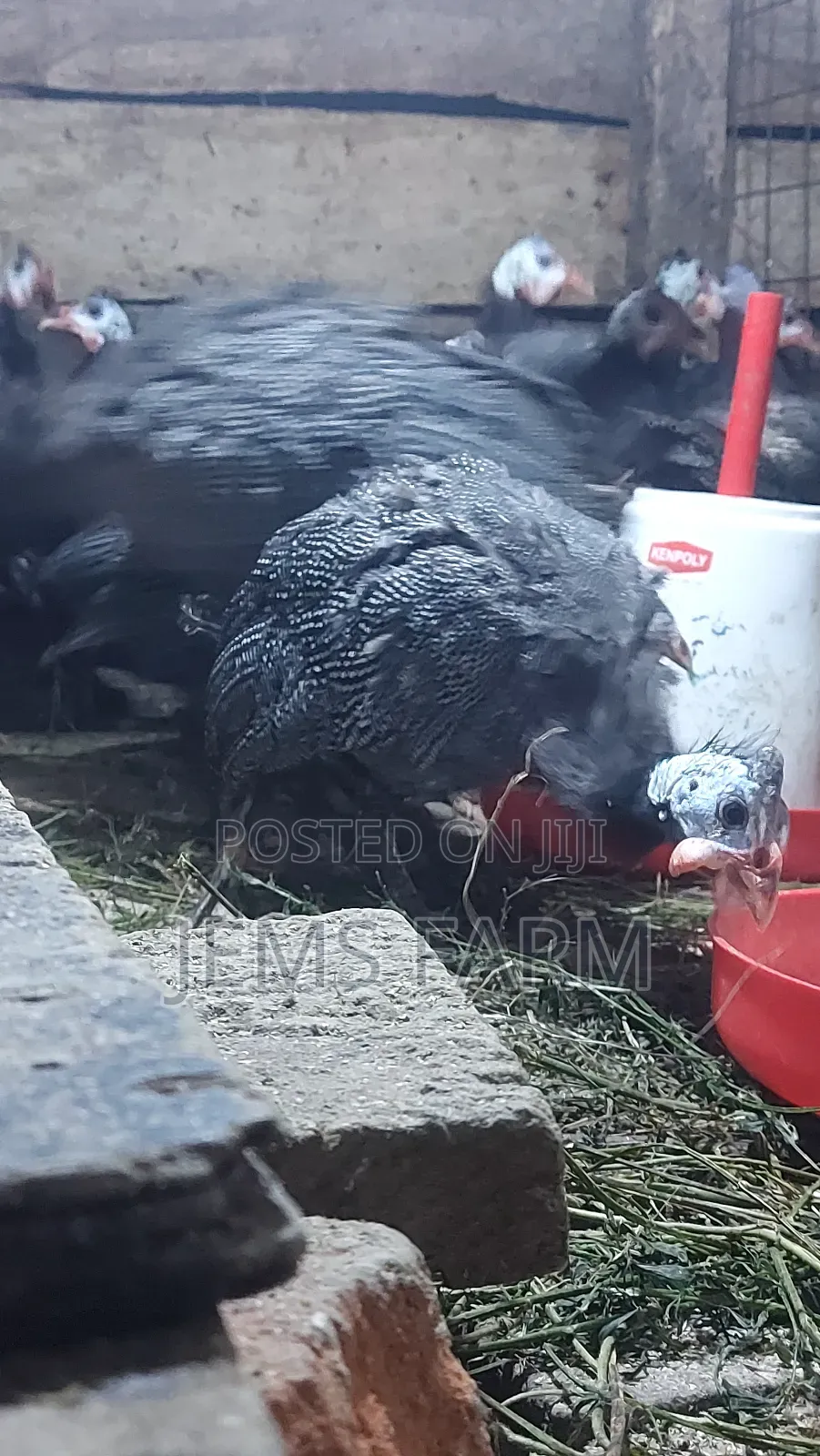 7 Month Old Dotted Guinea Fowls