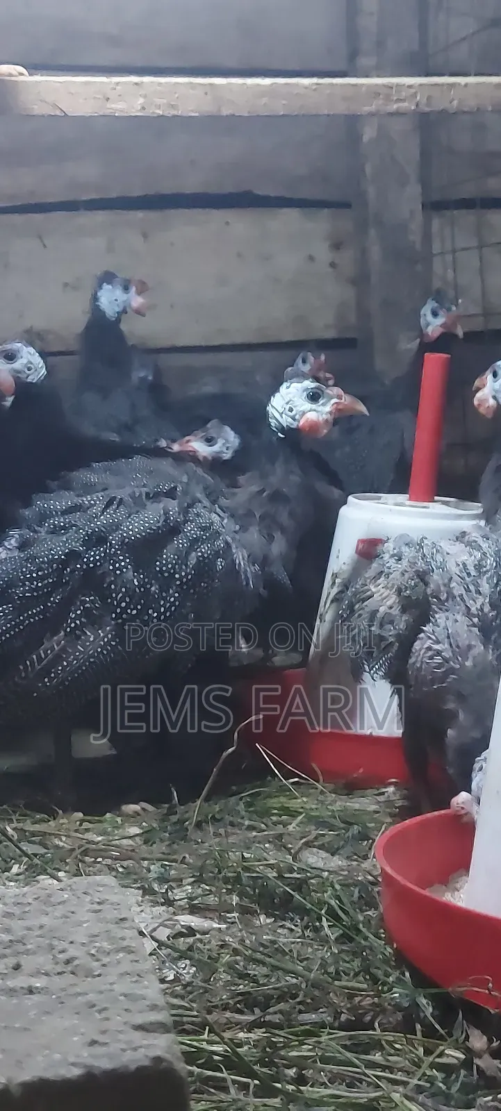 7 Month Old Dotted Guinea Fowls