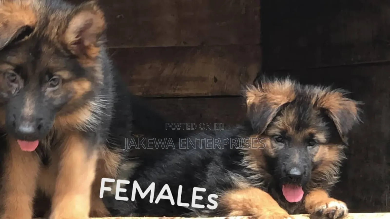 1-3 months Female Purebred German Shepherd