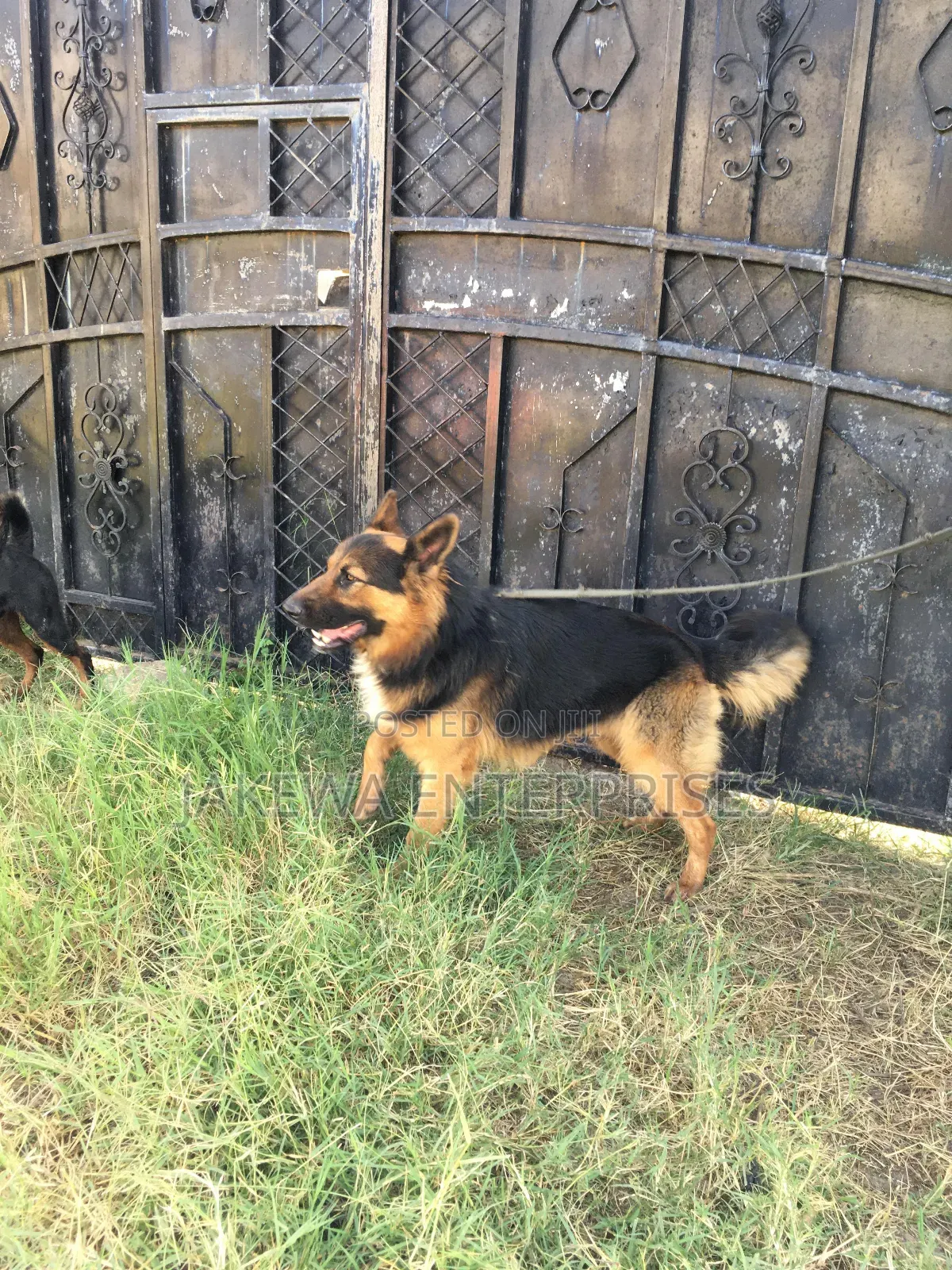 1+ year Male Purebred German Shepherd