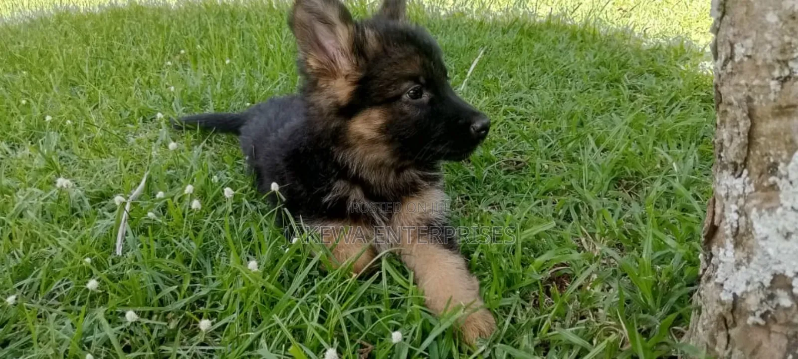 1-3 months Male Purebred Havanese
