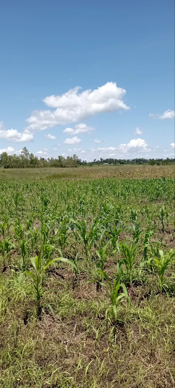 1 Acre Land for Sale in Kiamikuyu, Kandongu, Mwea.