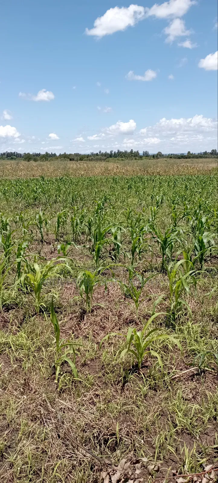 1 Acre Land for Sale in Kiamikuyu, Kandongu, Mwea.