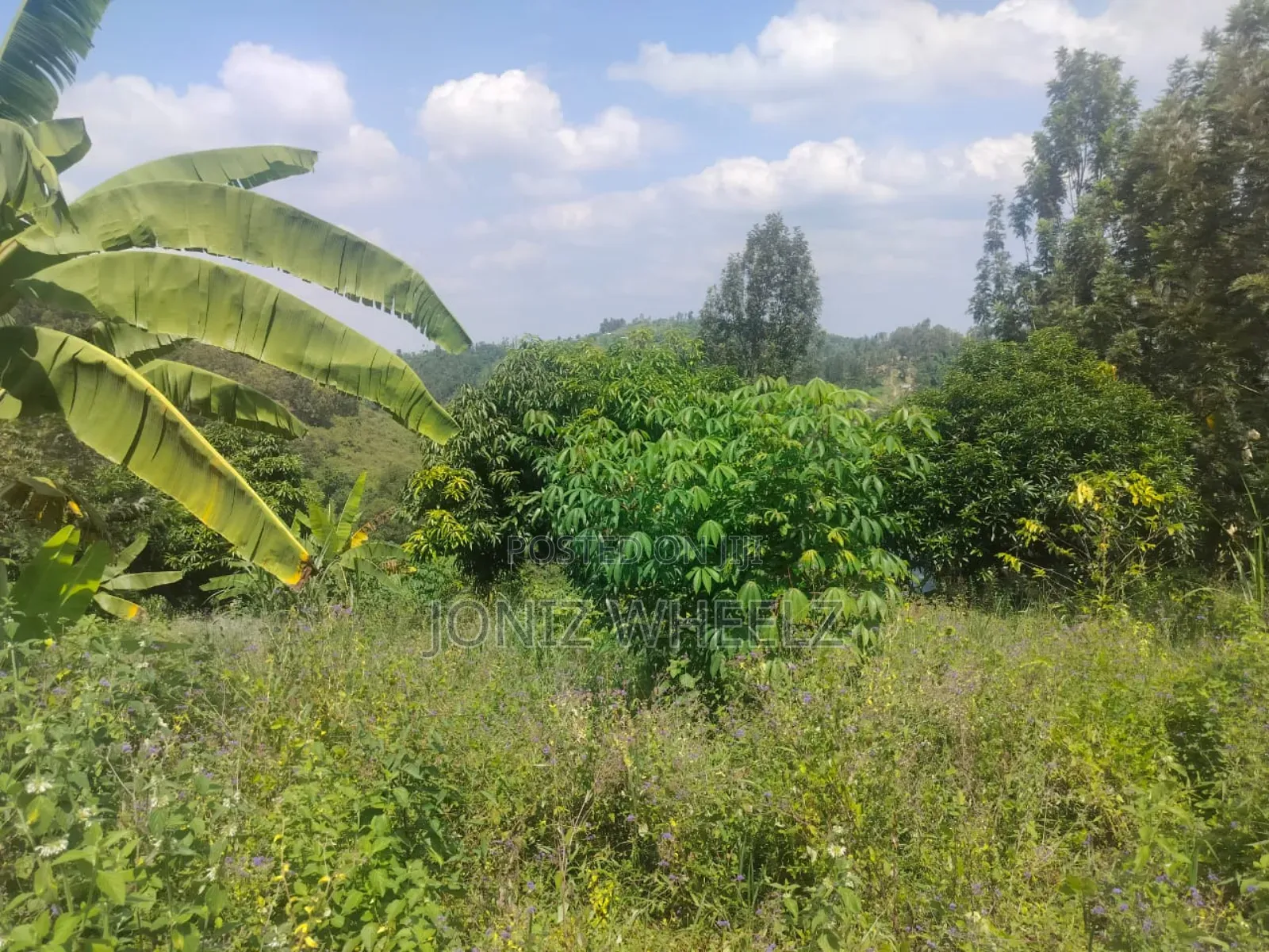Muranga Kagure Kangwachi 2acre