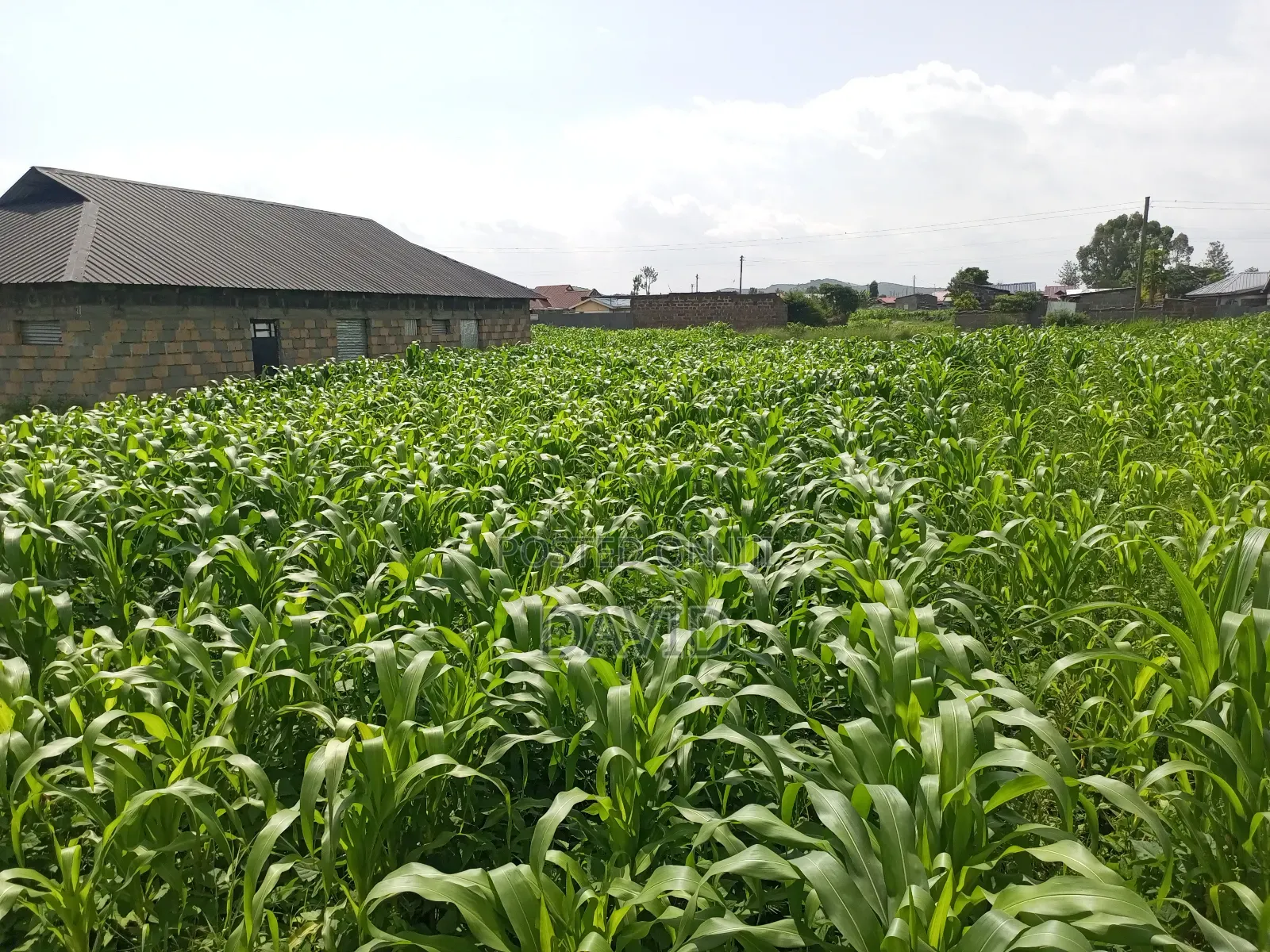 Plot for Sale in Destiny Mzee Wanyama
