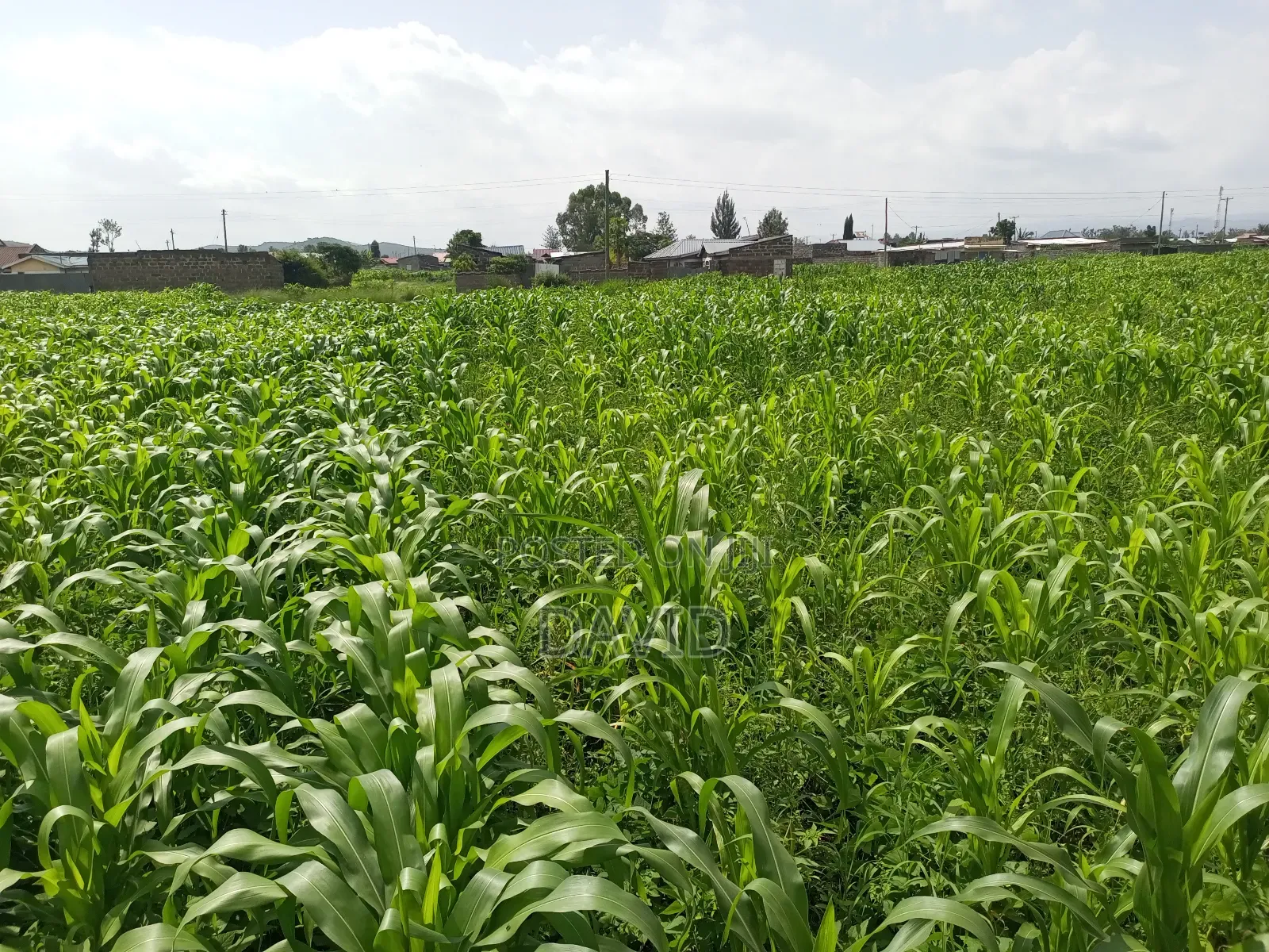 Plot for Sale in Destiny Mzee Wanyama