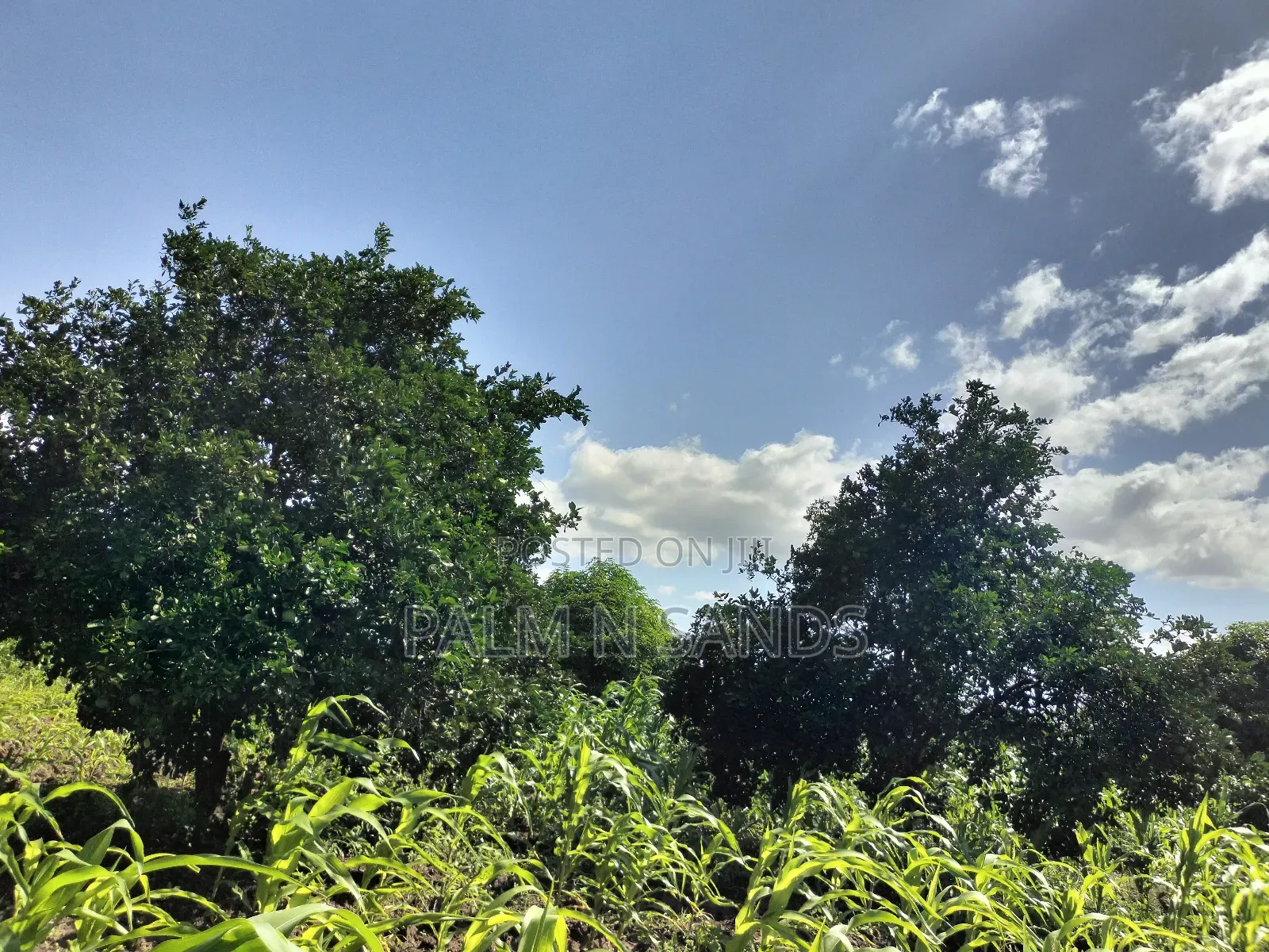 Kidomaya 38 Acre Farm Land on Sale! 