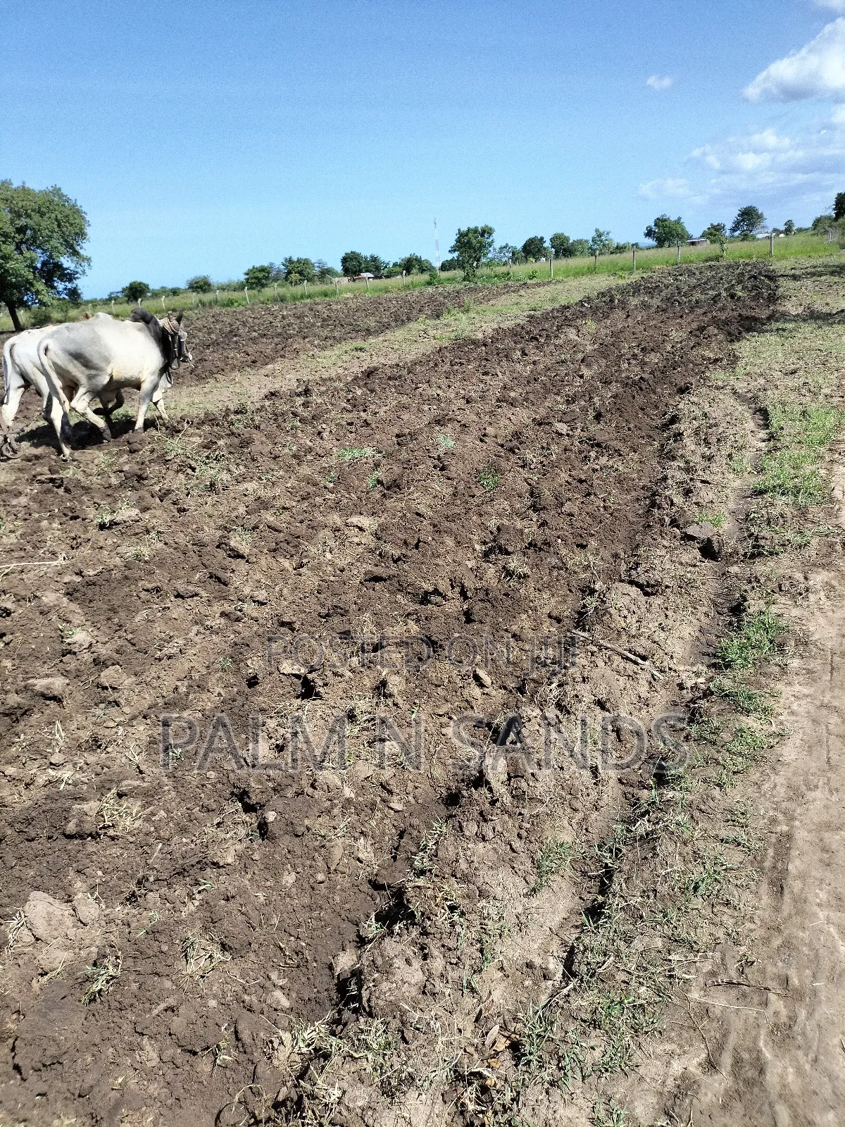 Kidomaya 38 Acre Farm Land on Sale! 