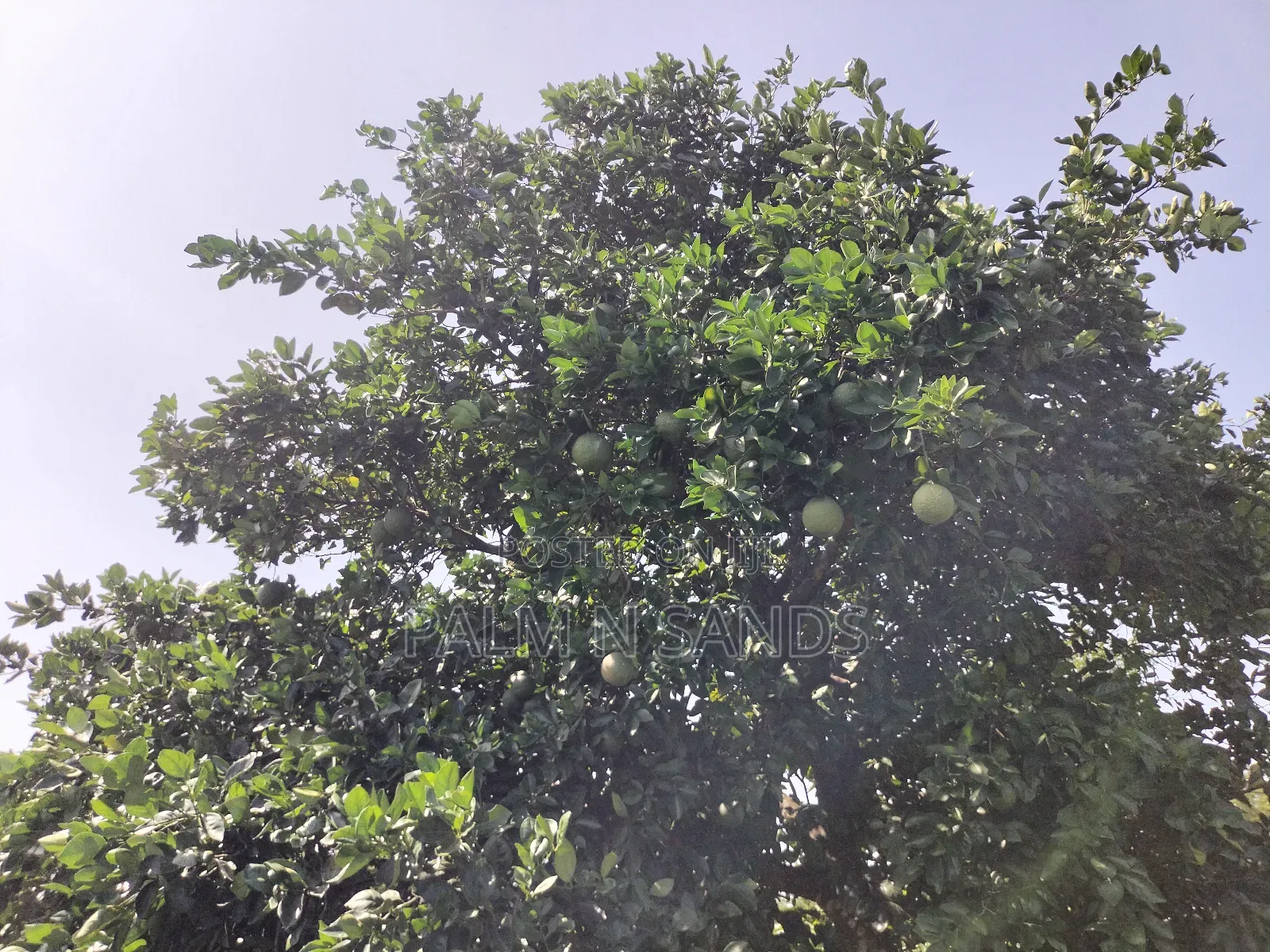Kidomaya 38 Acre Farm Land on Sale! 