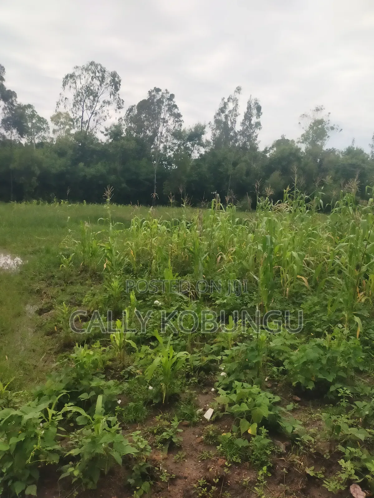 3⁄4 of an Acre Along Nairobi Road Near Alendu