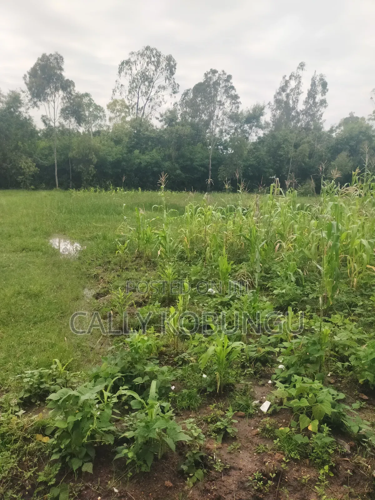 3⁄4 of an Acre Along Nairobi Road Near Alendu