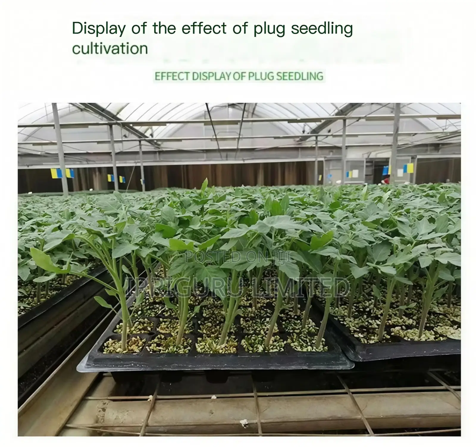 288-Hole Pepper Seedling Trayreuse the Seedling Tray