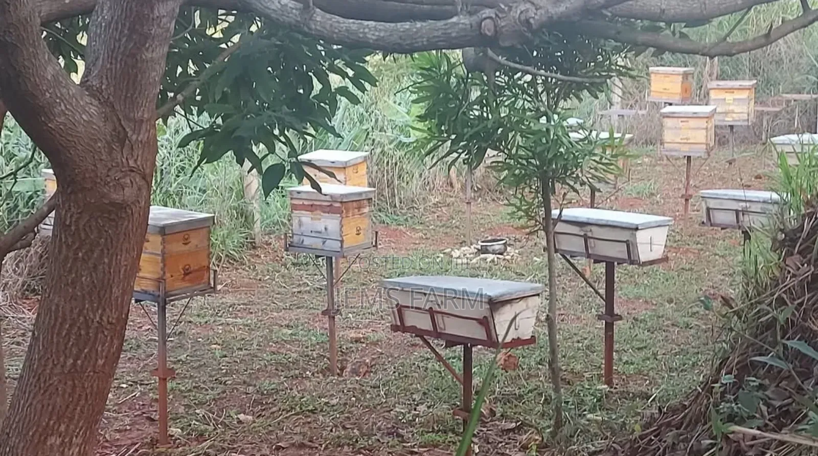 Pure Organic Honey From Jems Apiary