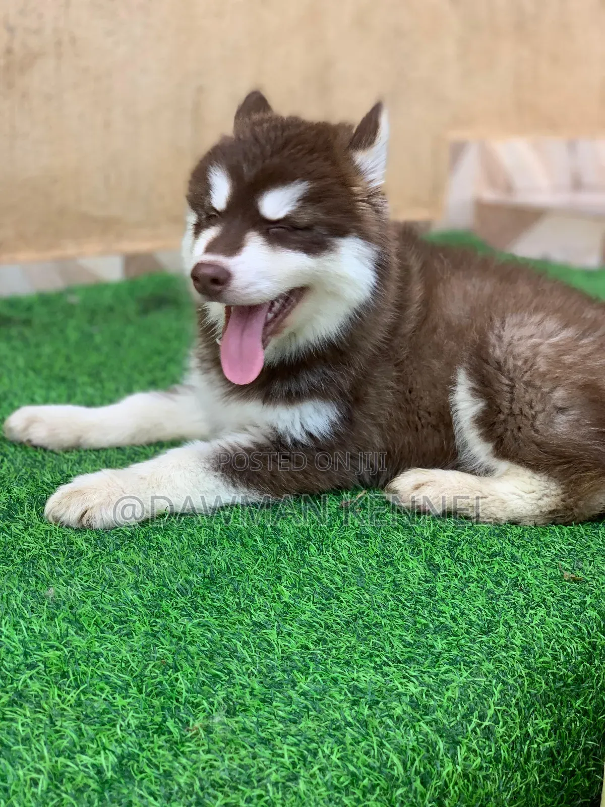 1-3 months Male Purebred Siberian Husky