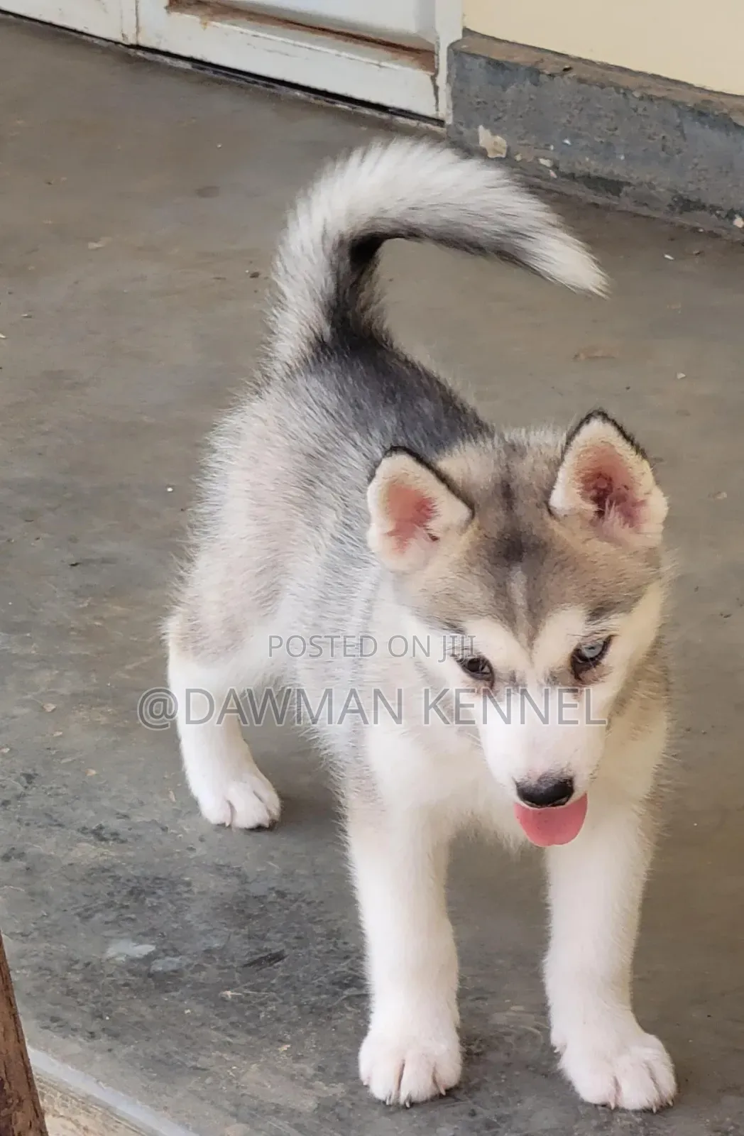 1-3 months Male Purebred Siberian Husky
