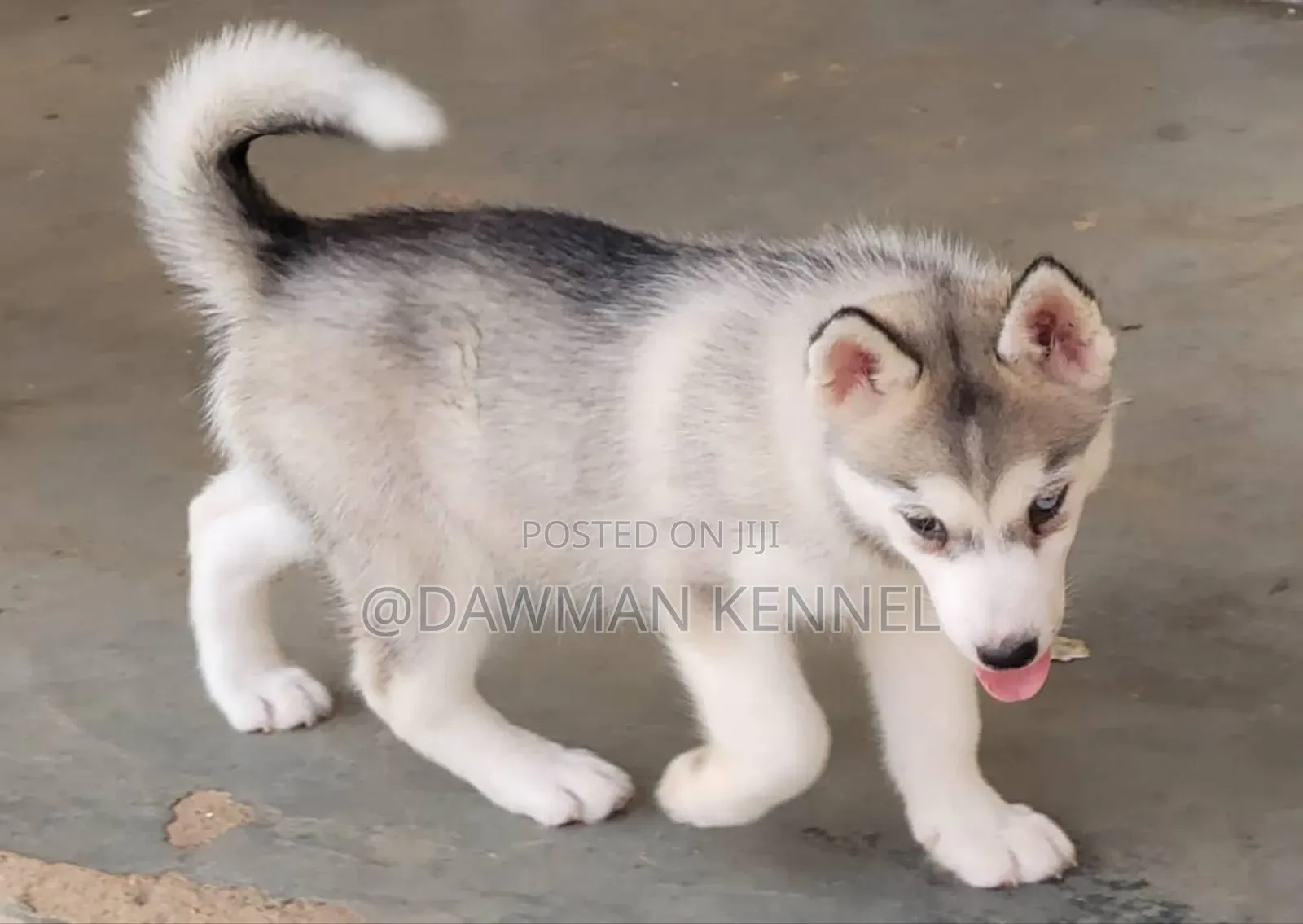 1-3 months Male Purebred Siberian Husky