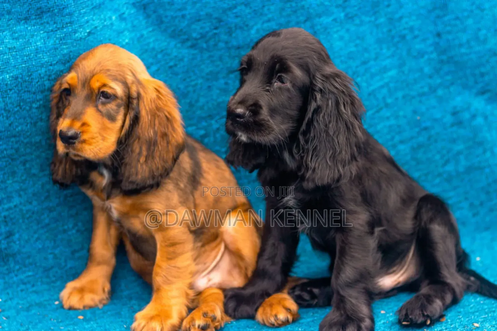 1-3 months Male Purebred Cocker Spaniel