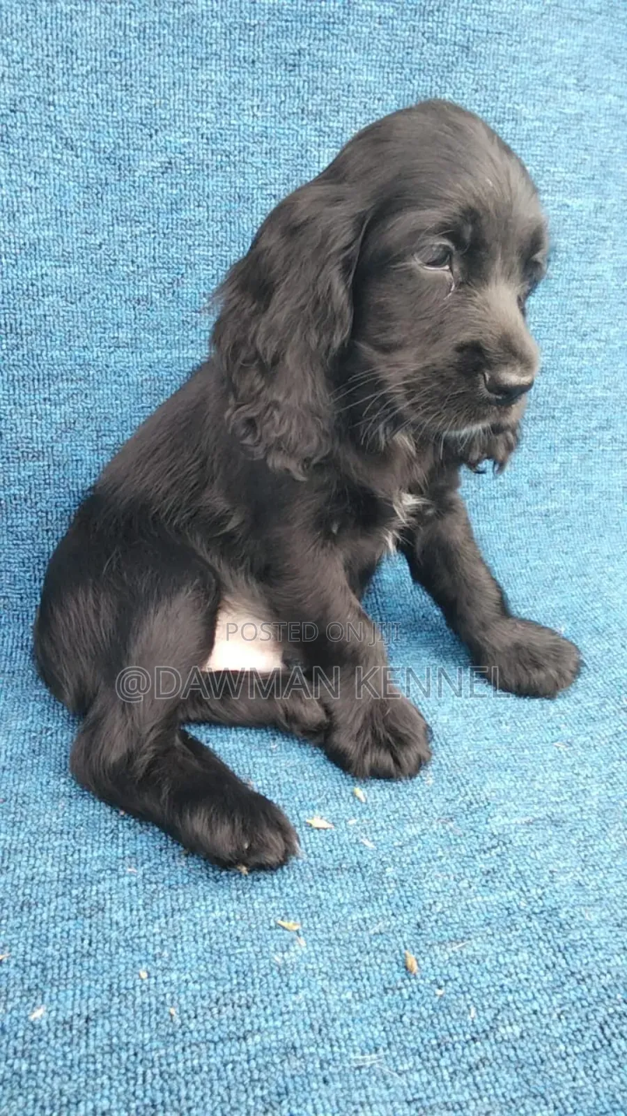 1-3 months Female Purebred Cocker Spaniel