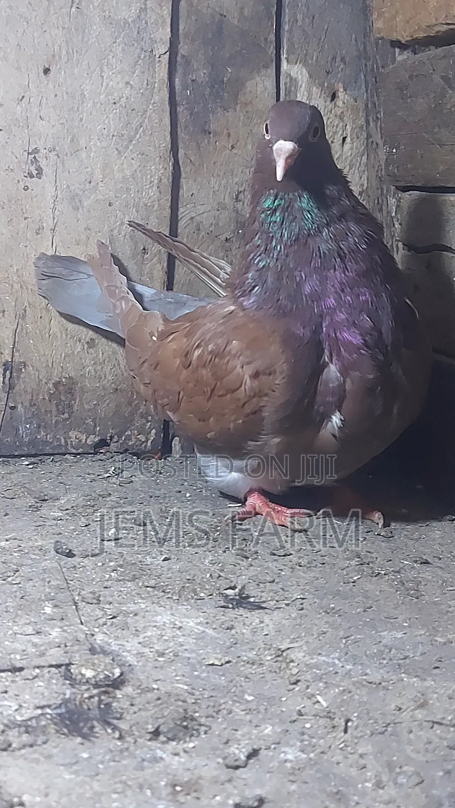Mature Brown Giant French Mondane Female Pegion